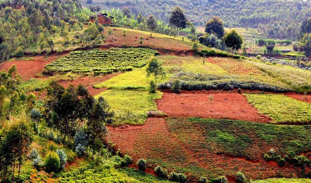 Eine Landschaft mit einem Hügel und unterschiedlichen Feldern in Burundi.