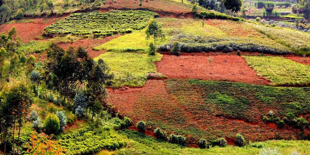 Eine Landschaft mit einem Hügel und unterschiedlichen Feldern in Burundi.